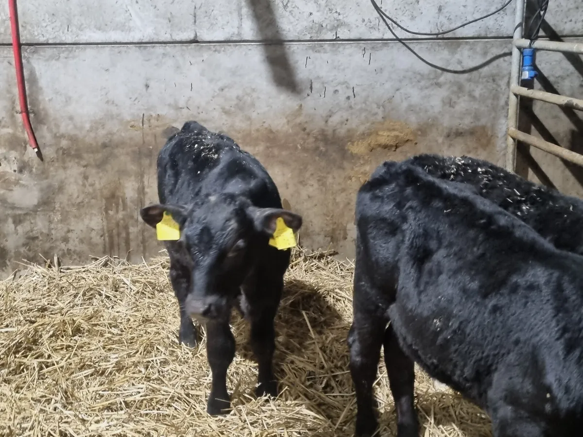 3 Reared AA bulls calves for sale for sale in Co. Down for £245 on DoneDeal