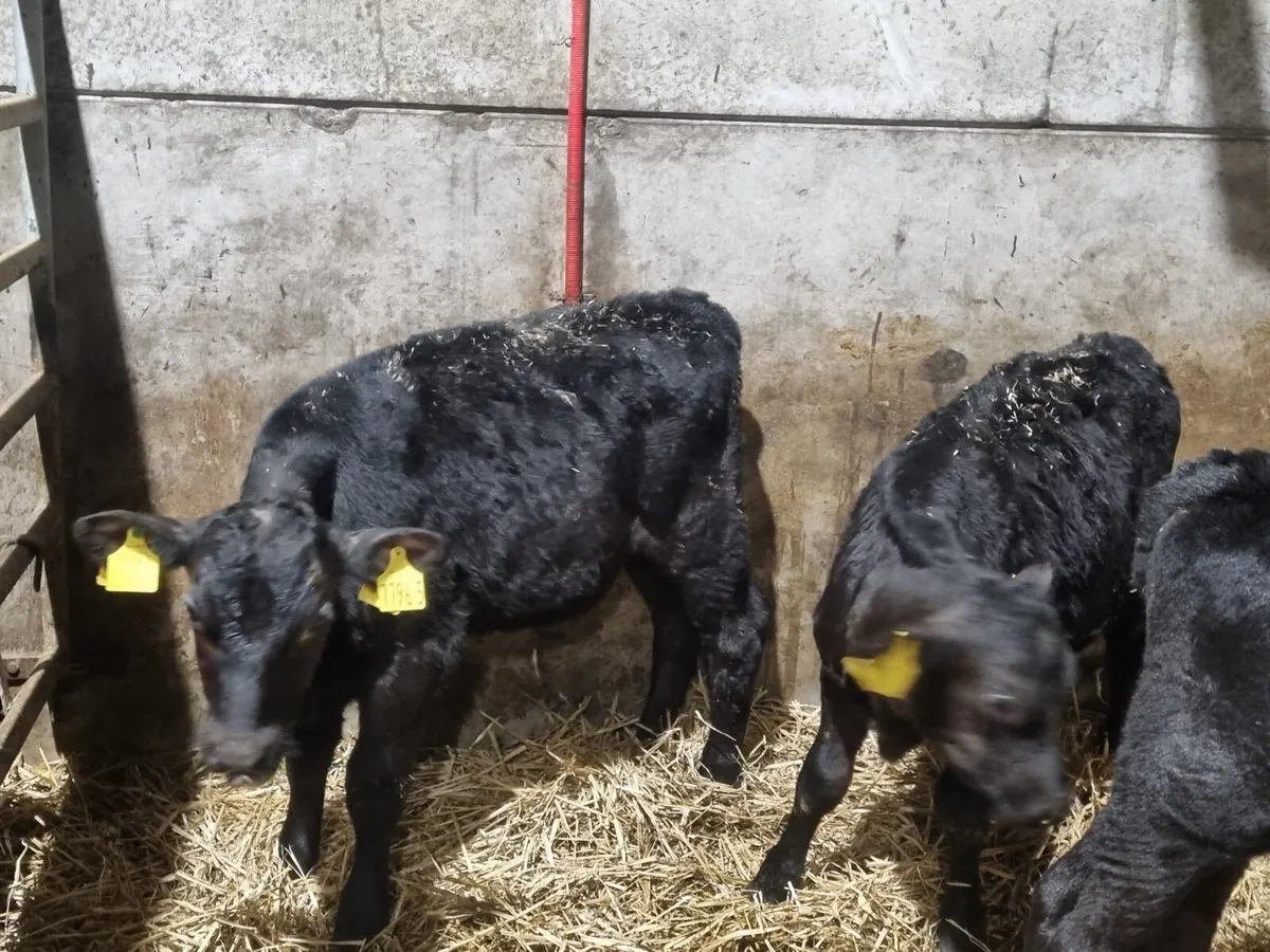 3 Reared AA bulls calves for sale for sale in Co. Down for £245 on DoneDeal