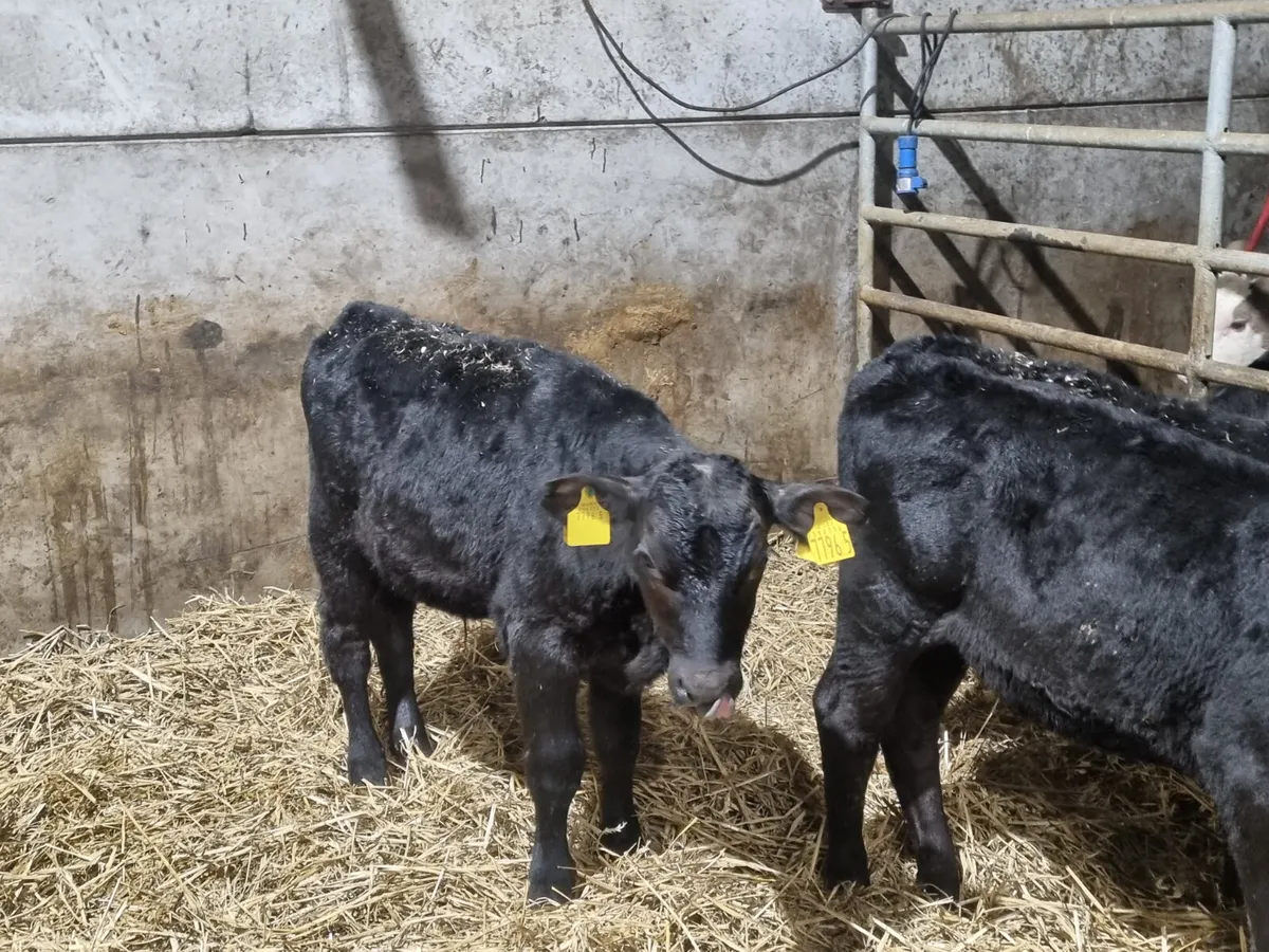 3 Reared AA bulls calves for sale for sale in Co. Down for £245 on DoneDeal