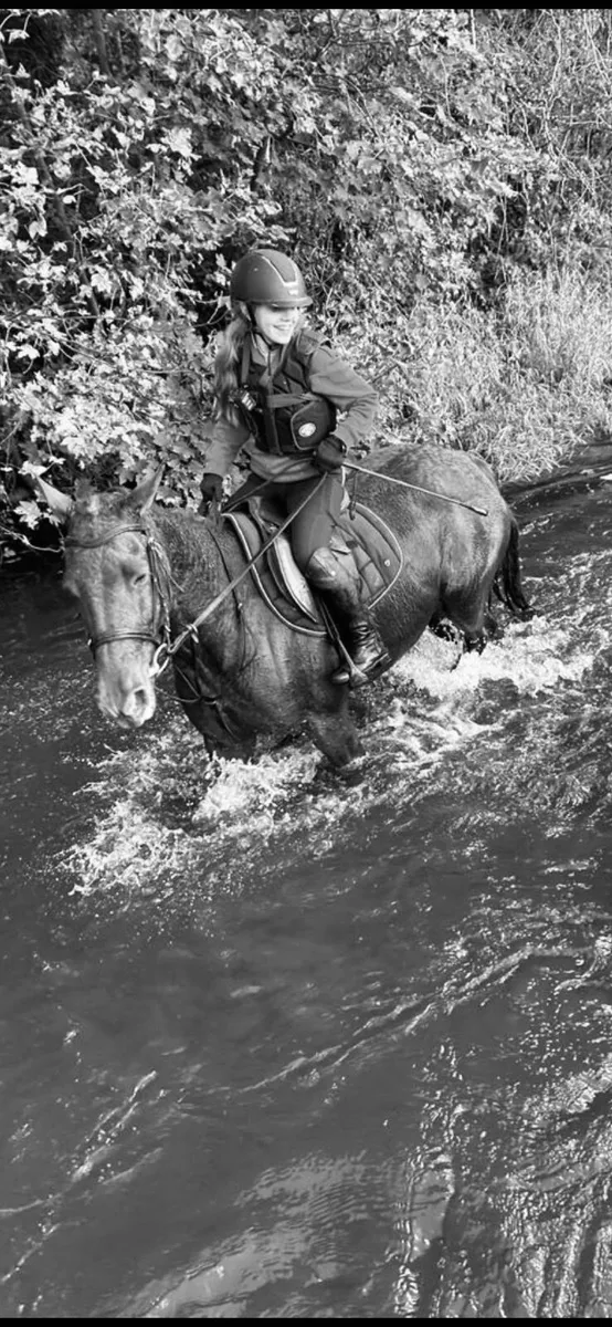 Missy for sale in Co. Monaghan for €3,600 on DoneDeal