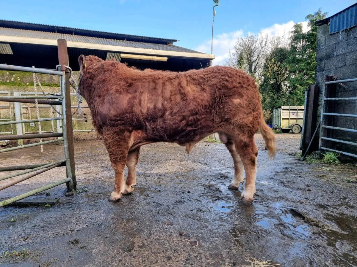 Top Quality Limousin Bull For Sale