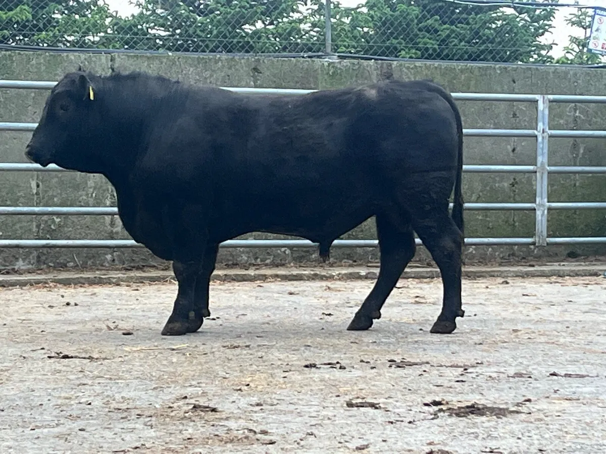 3 year old Pedigree Angus bulls also younger bulls