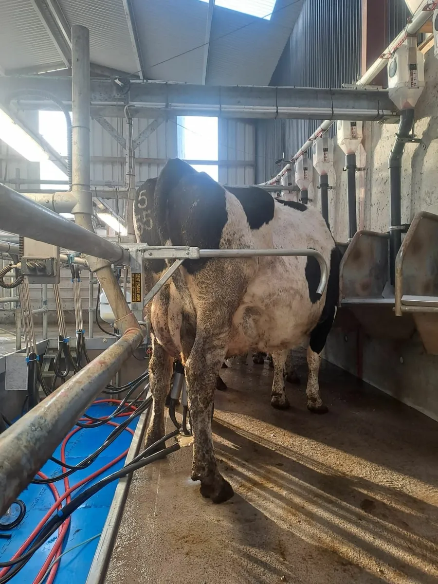 Milking Parlour Multi Parlour Restriction Bar