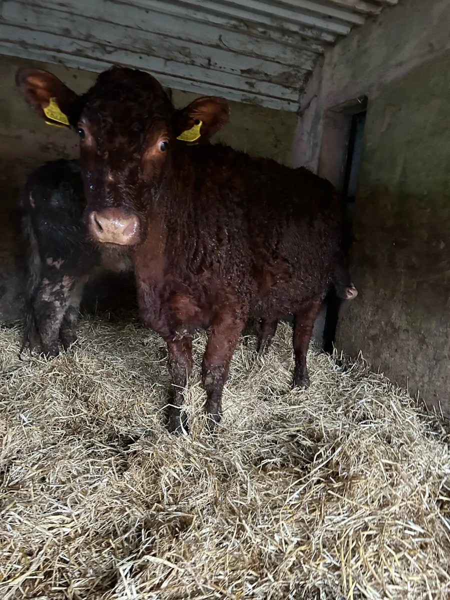 In calf Shorthorn heifers due in a month - Image 1