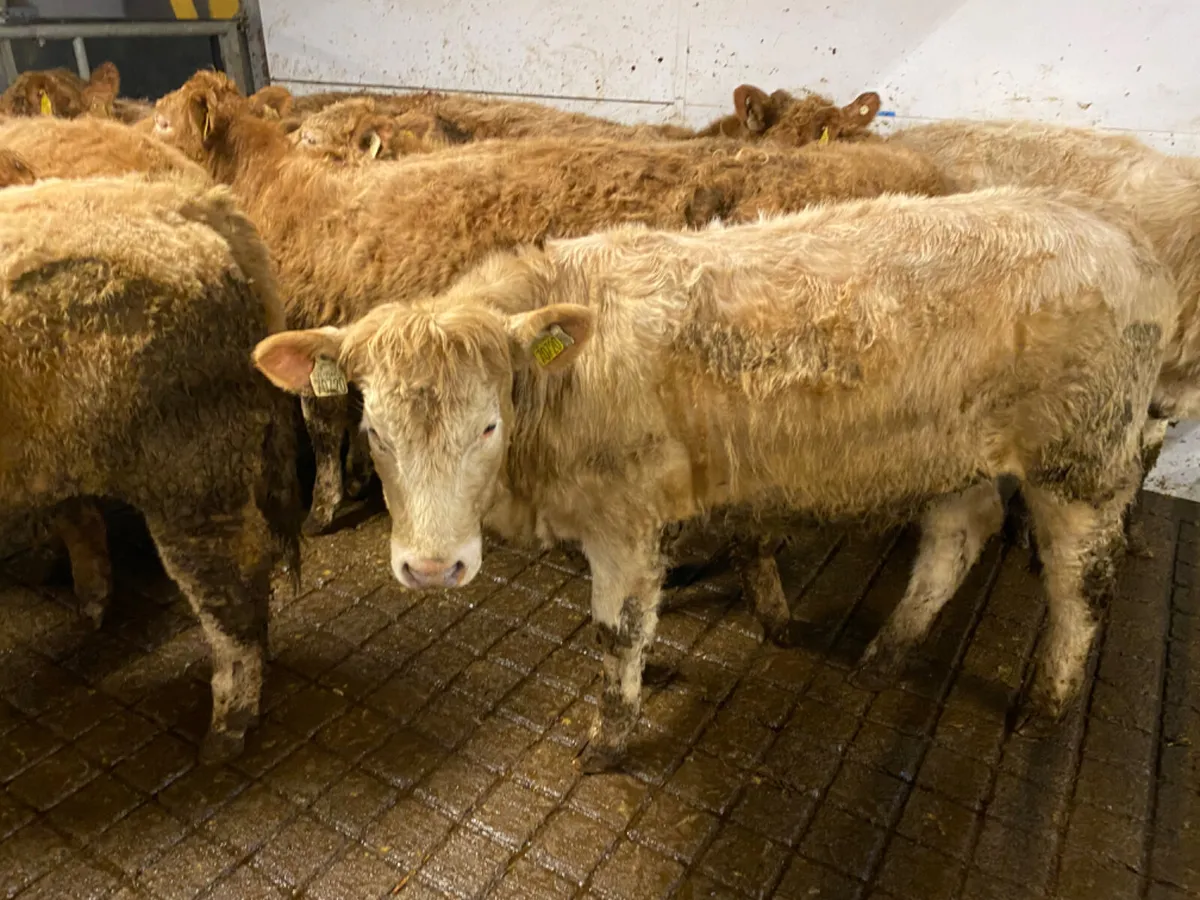 Limestone Heifers - Image 3