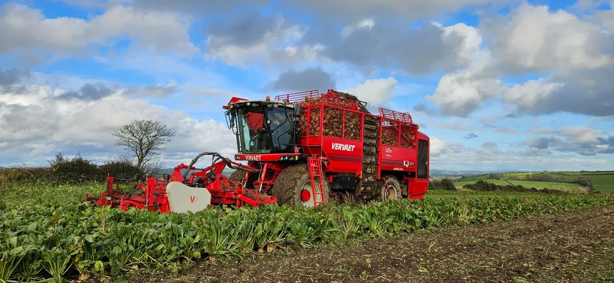Beet harvesting hire 24inch rows - Image 1