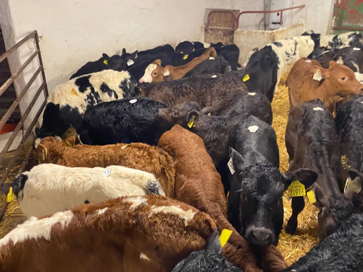 Calves For Sale for sale in Co. Galway for €100 on DoneDeal