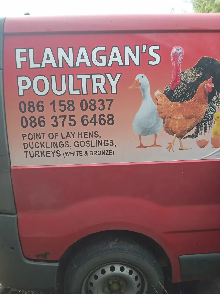 Poultry - Image 1