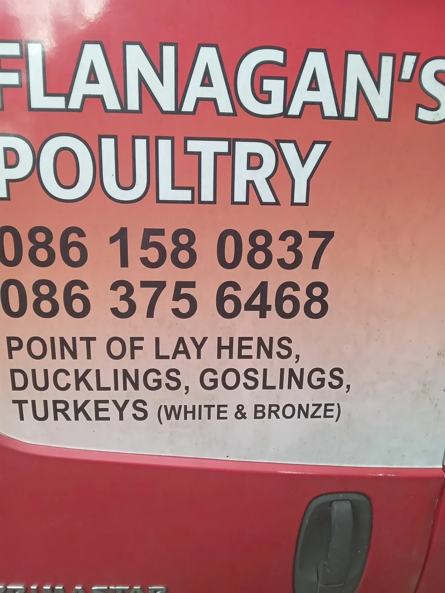 Poultry - Image 4
