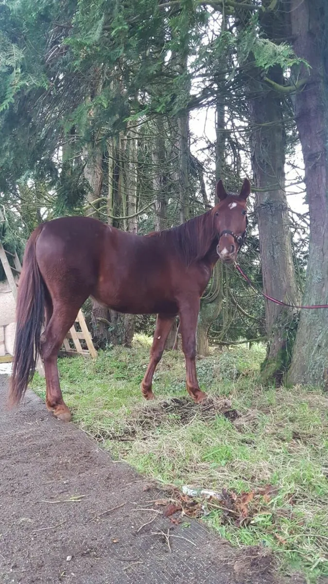 SELECTION OF HORSES AS LOT OR INDIVIDUALLY for sale in Co. Antrim for €