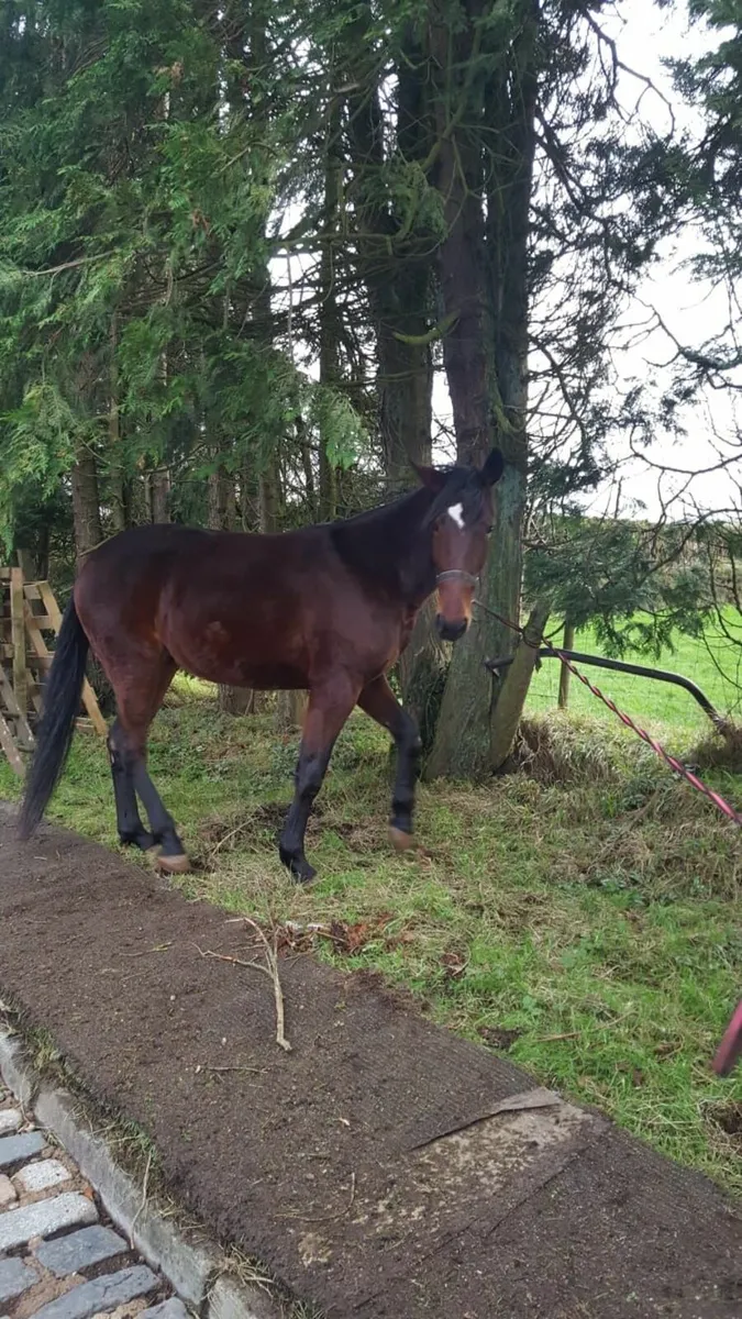 SELECTION OF HORSES AS LOT OR INDIVIDUALLY for sale in Co. Antrim for €