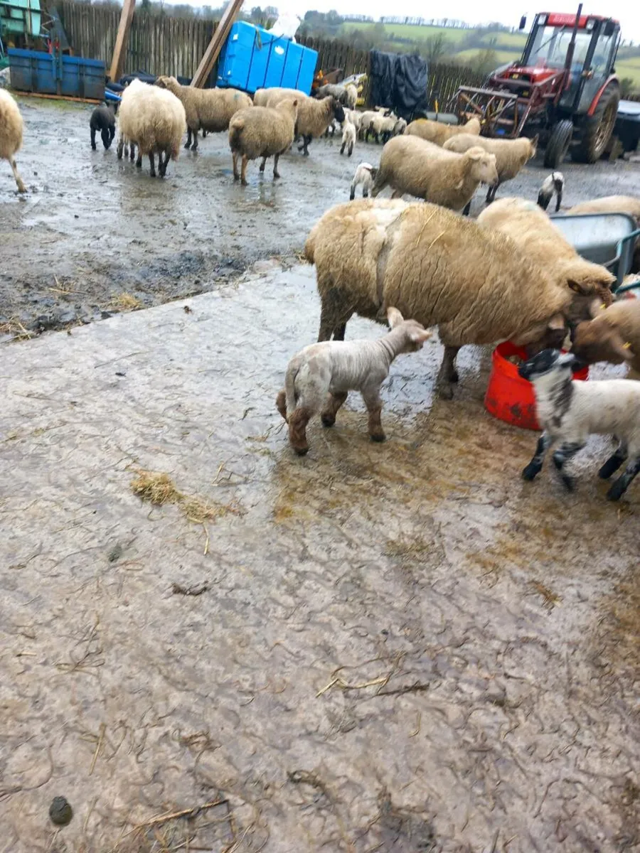 Ewes lambs at foot