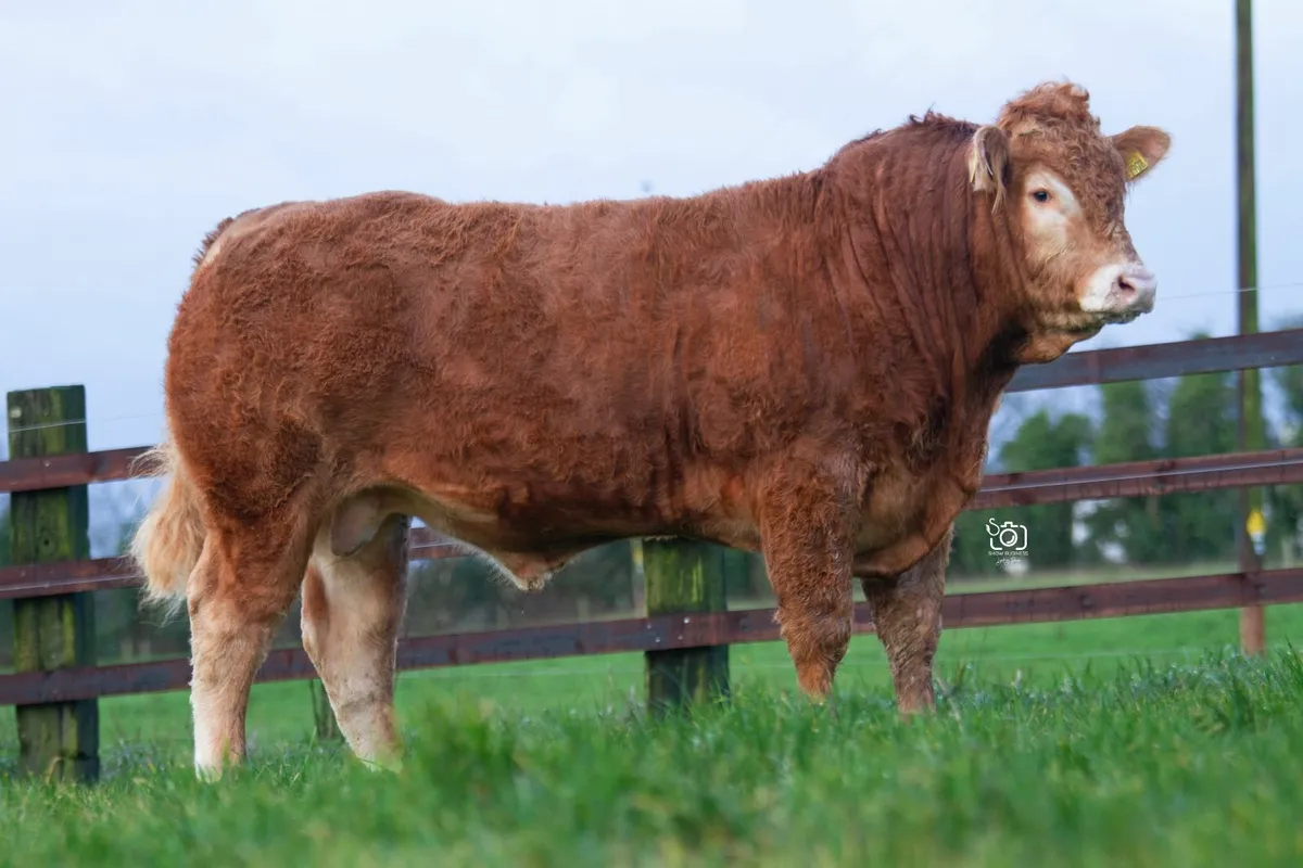 Limousin bulls for sale SCEP Eligible
