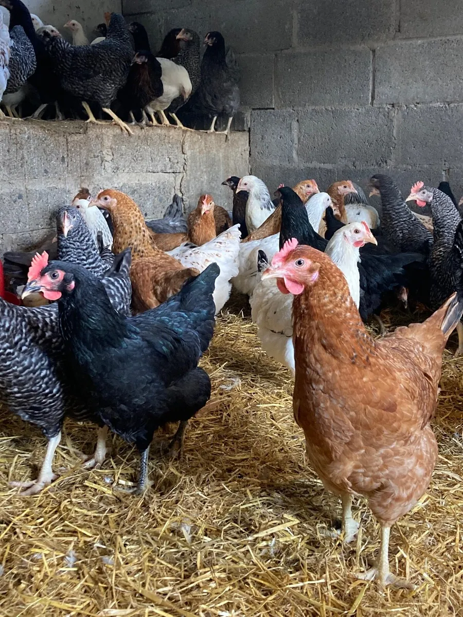 Point of lay pullets