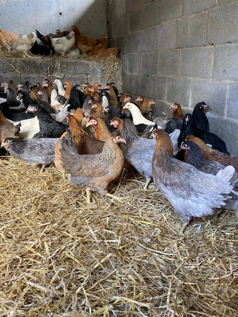 Point of lay pullets - Image 4