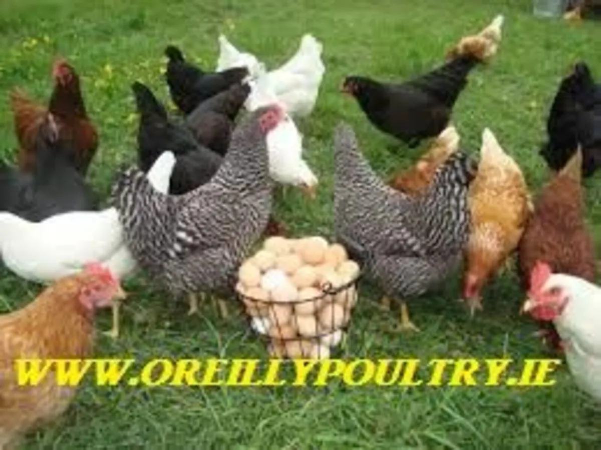 Hens - Image 1