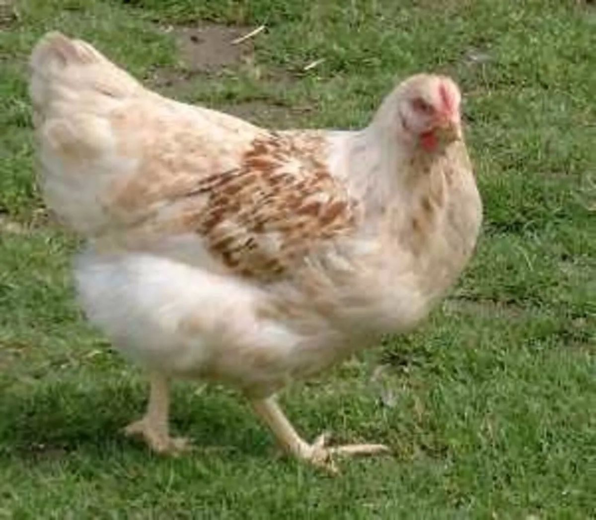 Hens - Image 2