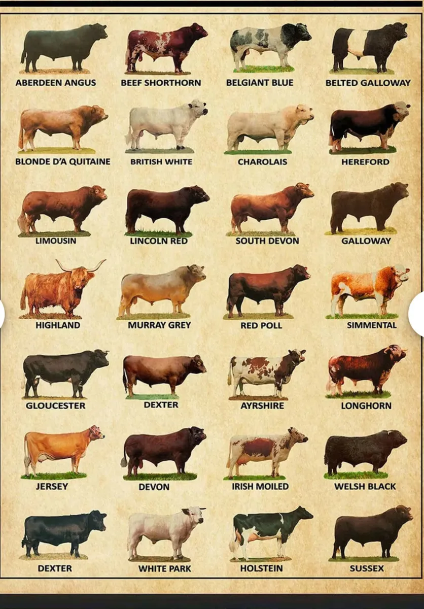 Bull & Ram semen analysis