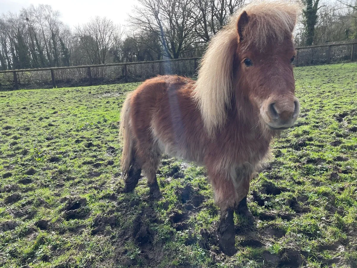 Shetland ponies for sale for sale in Co. Clare for €400 on DoneDeal