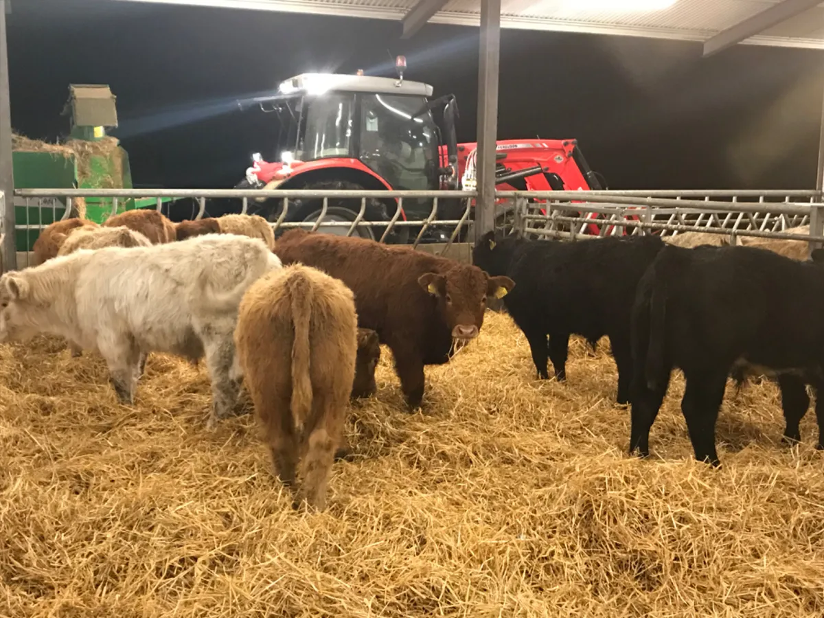 Weekly Special @ Leinster Livestock - Image 2