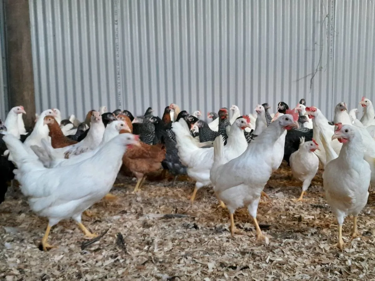 Pullets ,Ducklings Broilers