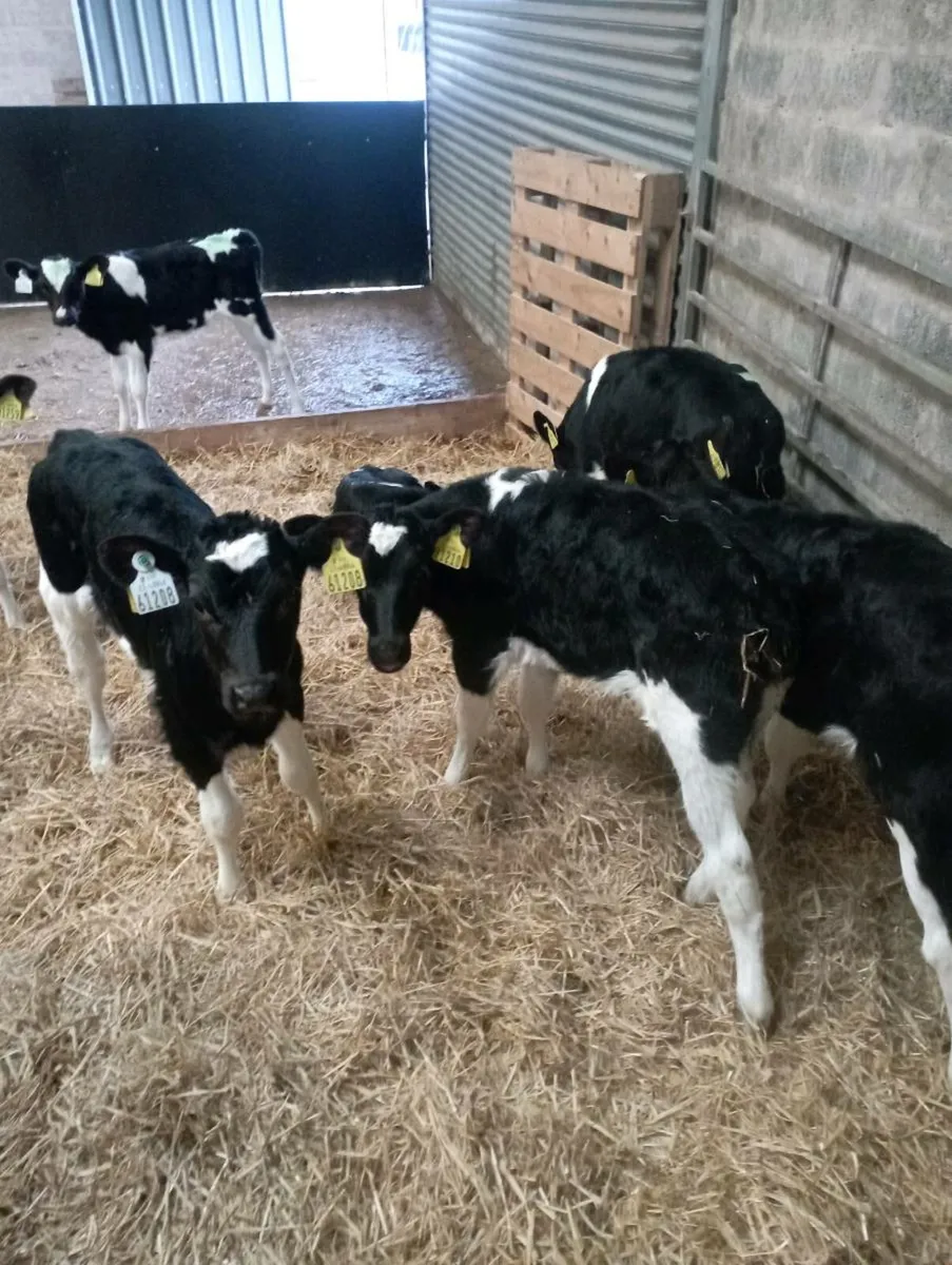 Friesian heifers calves