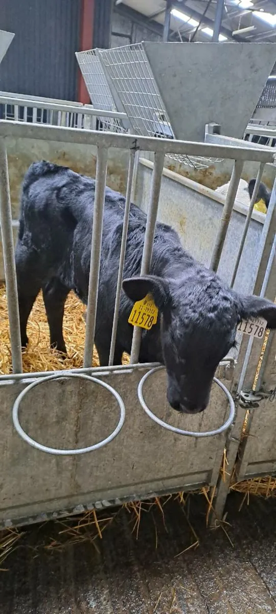 Full Symbol Organic Angus calves