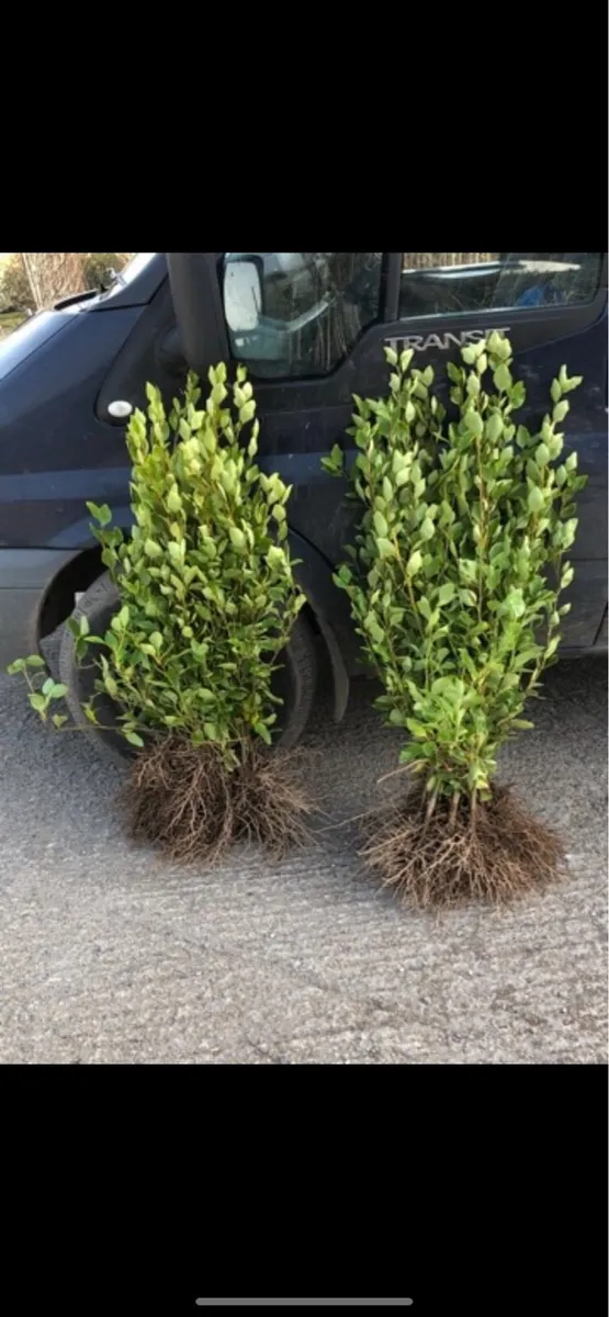 2.5-3 Ft Griselinia hedging for sale