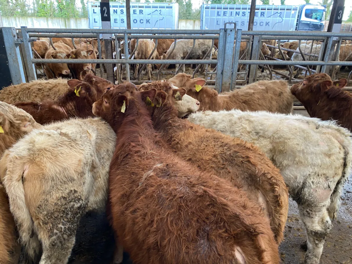 Smashing Bulls - Image 3