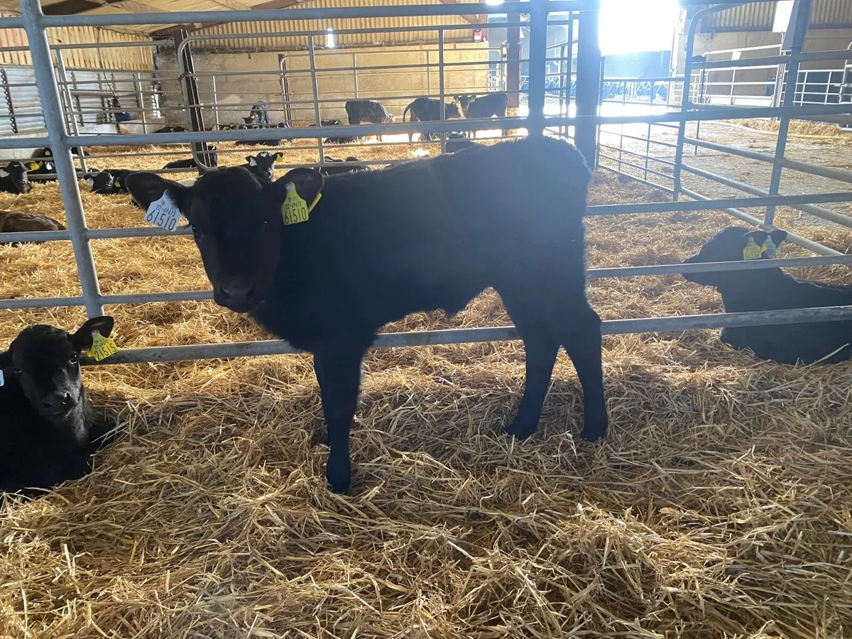 Calves for sale for sale in Co. Kildare for €50 on DoneDeal