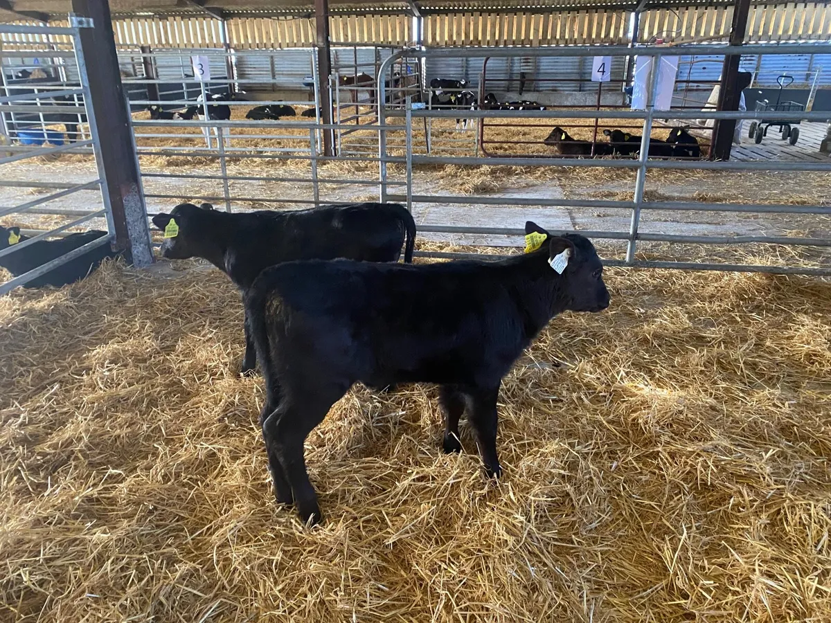 Calves for sale for sale in Co. Kildare for €50 on DoneDeal