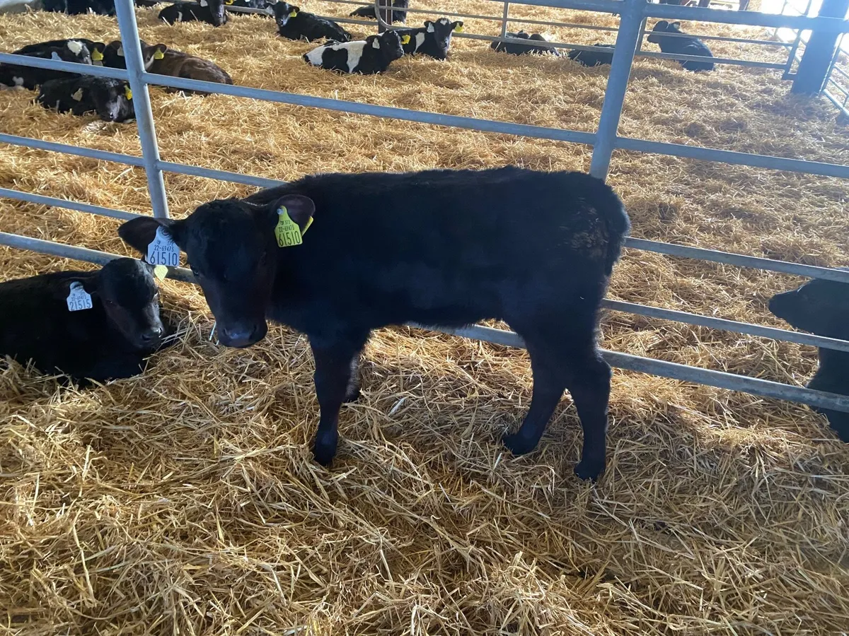 Calves for sale for sale in Co. Kildare for €50 on DoneDeal