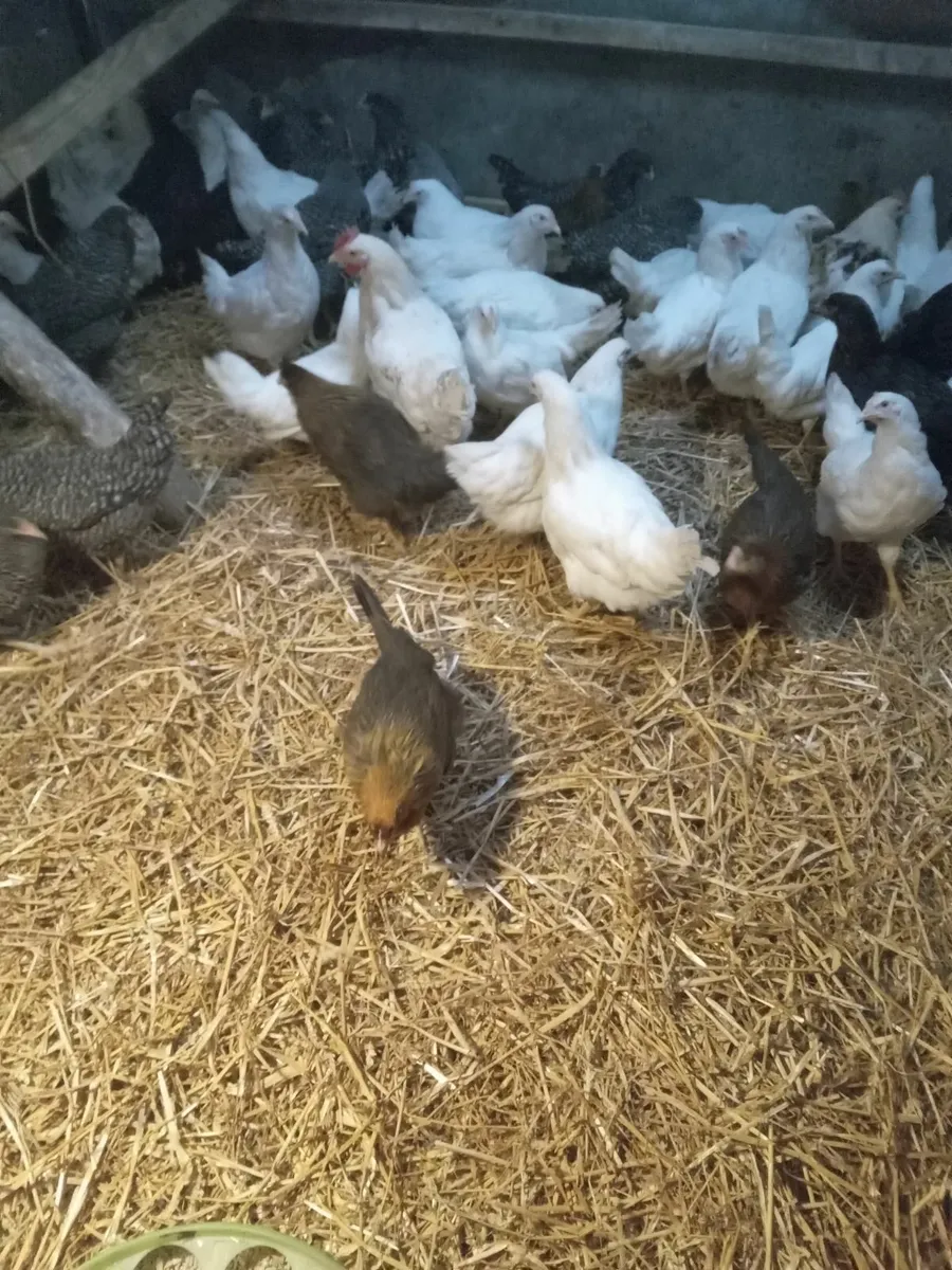 Poultry limerick - Image 1