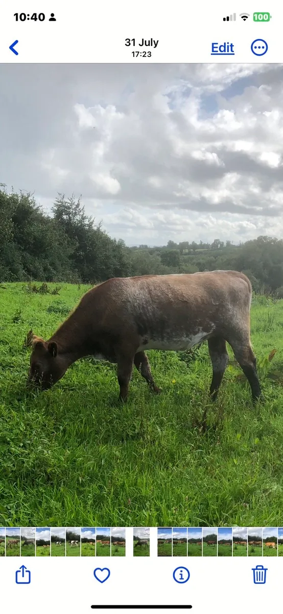 PBR Shorthorn & Limousin Heifers