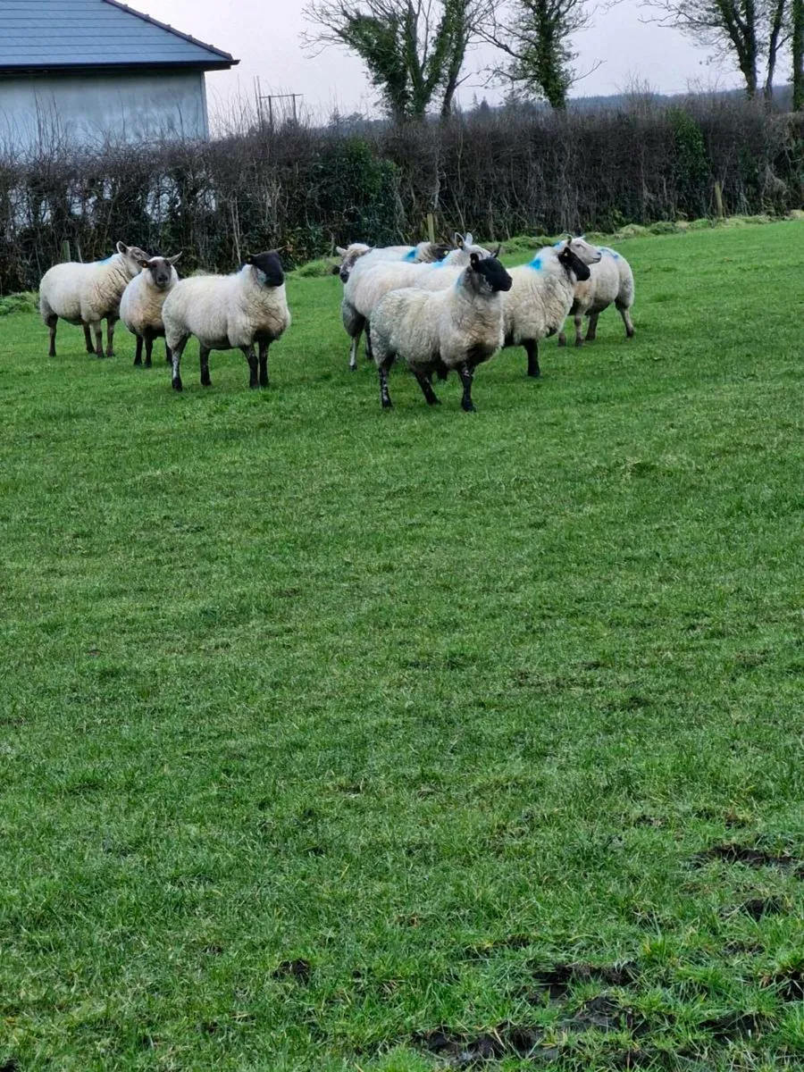 Inlamb ewes
