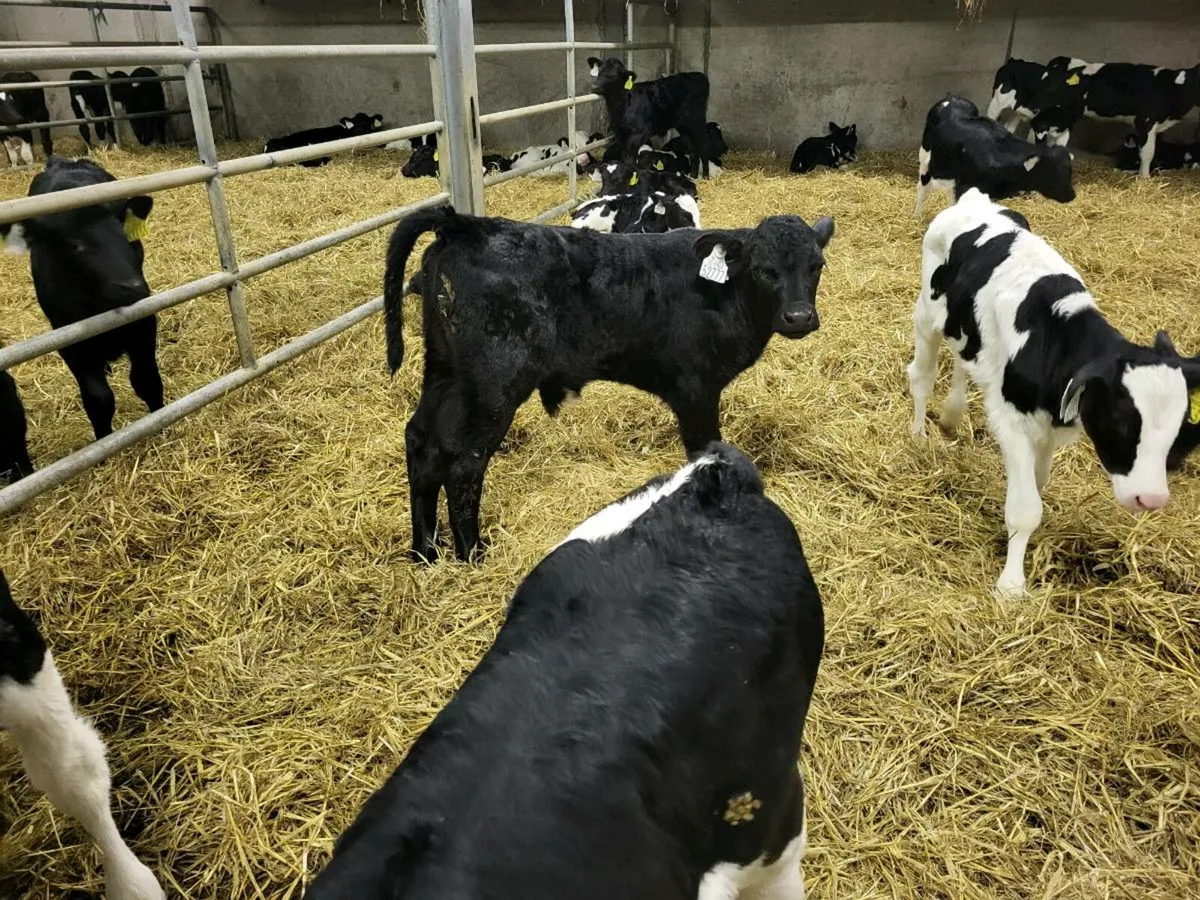 AA calves for sale in Co. Cork for €1,234 on DoneDeal
