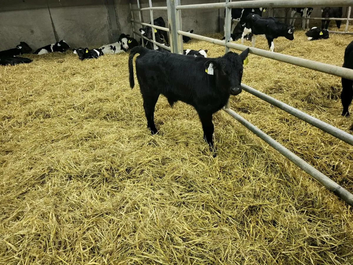 AA calves for sale in Co. Cork for €1,234 on DoneDeal