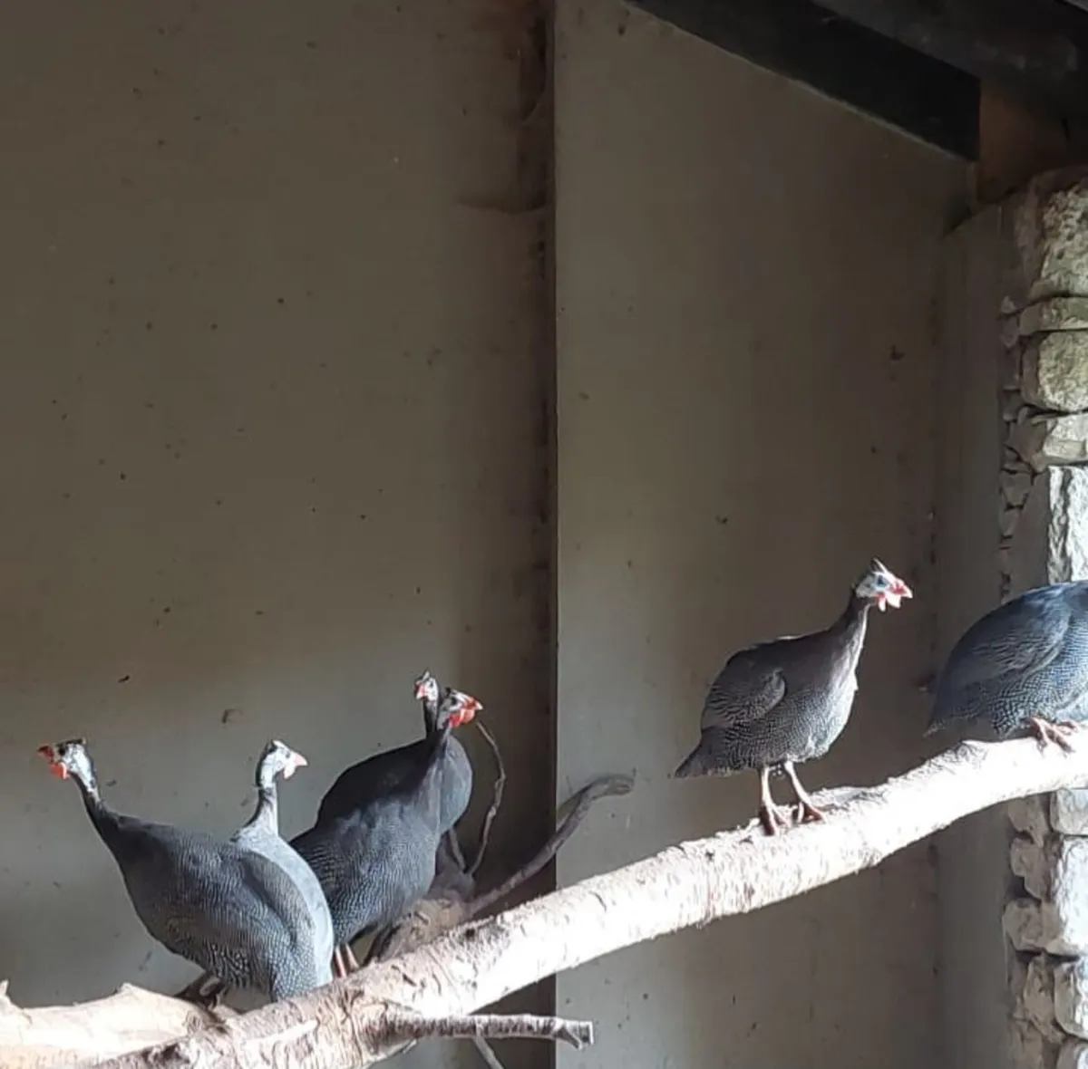 Pullets , Guineafowl - Image 1