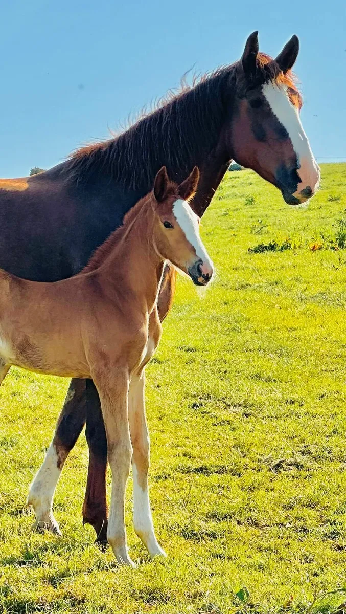 Proven ISH brood mare, in foal (due end April 24)