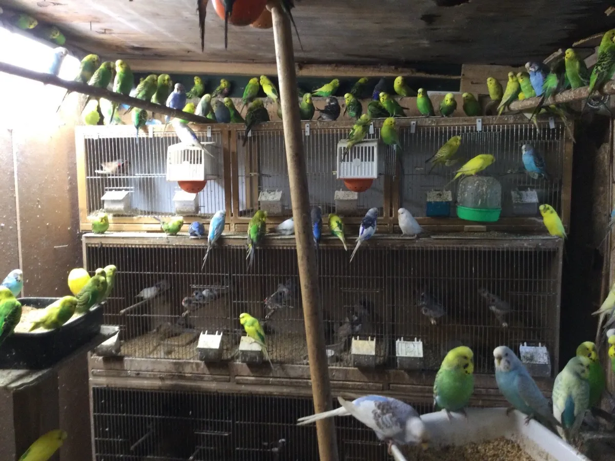 Budgies, zebra and bengalese finches ,