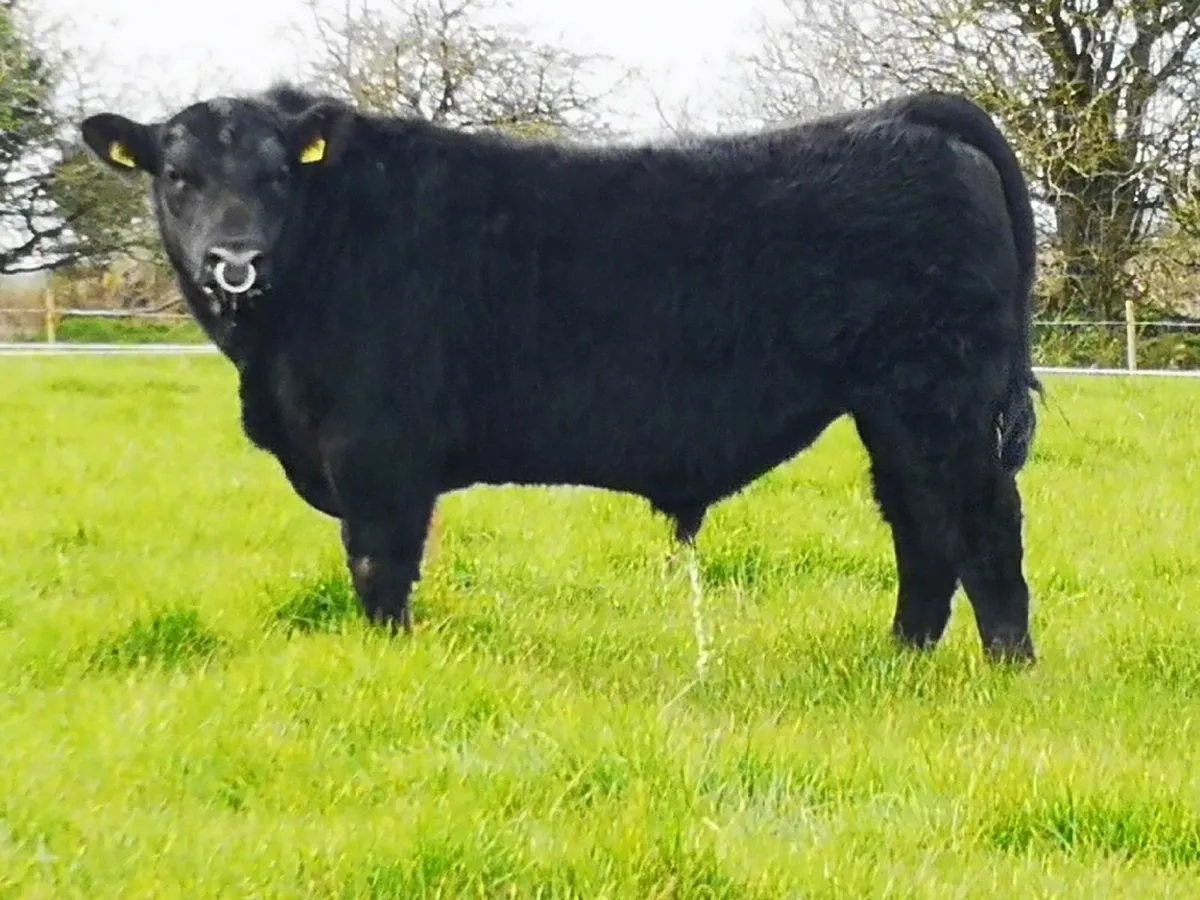 Aberdeen Angus Bulls