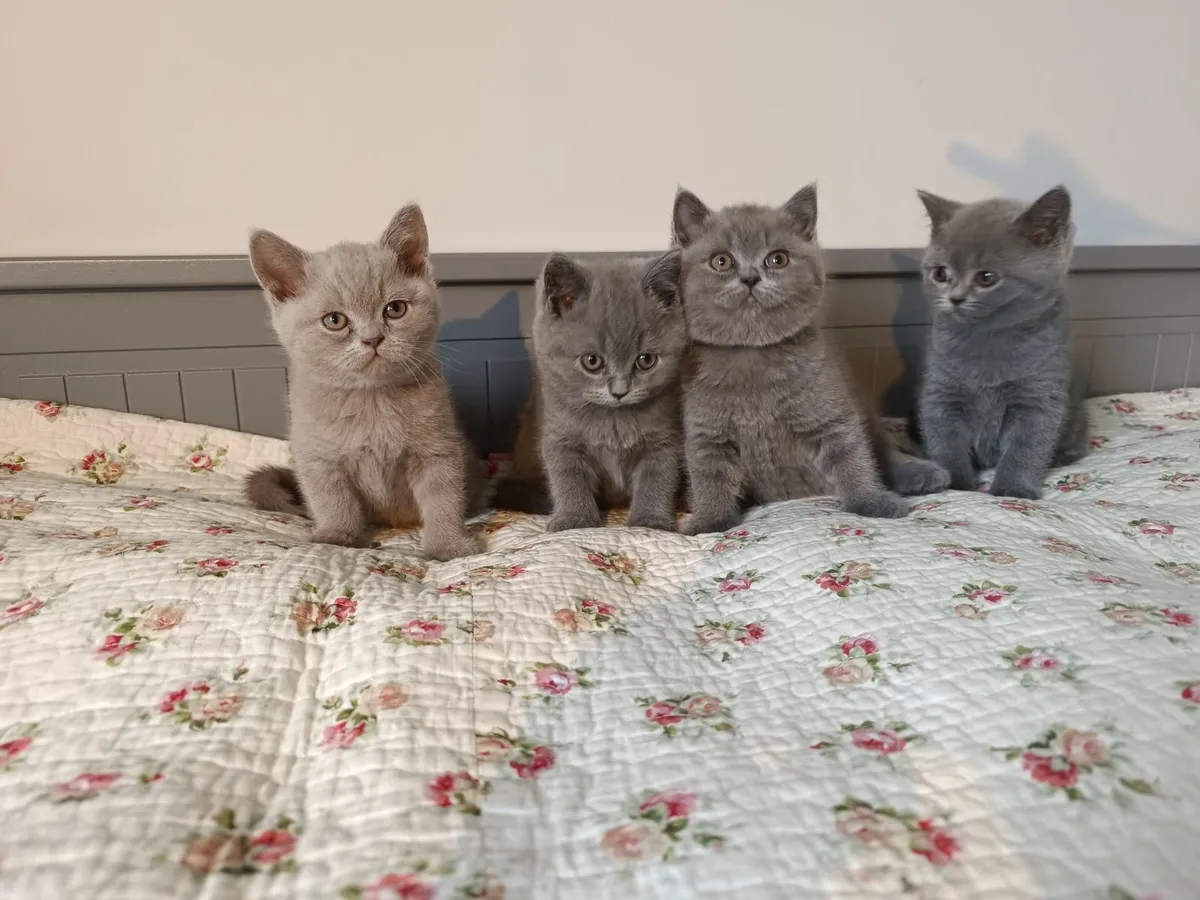 Buy british shorthair clearance kitten