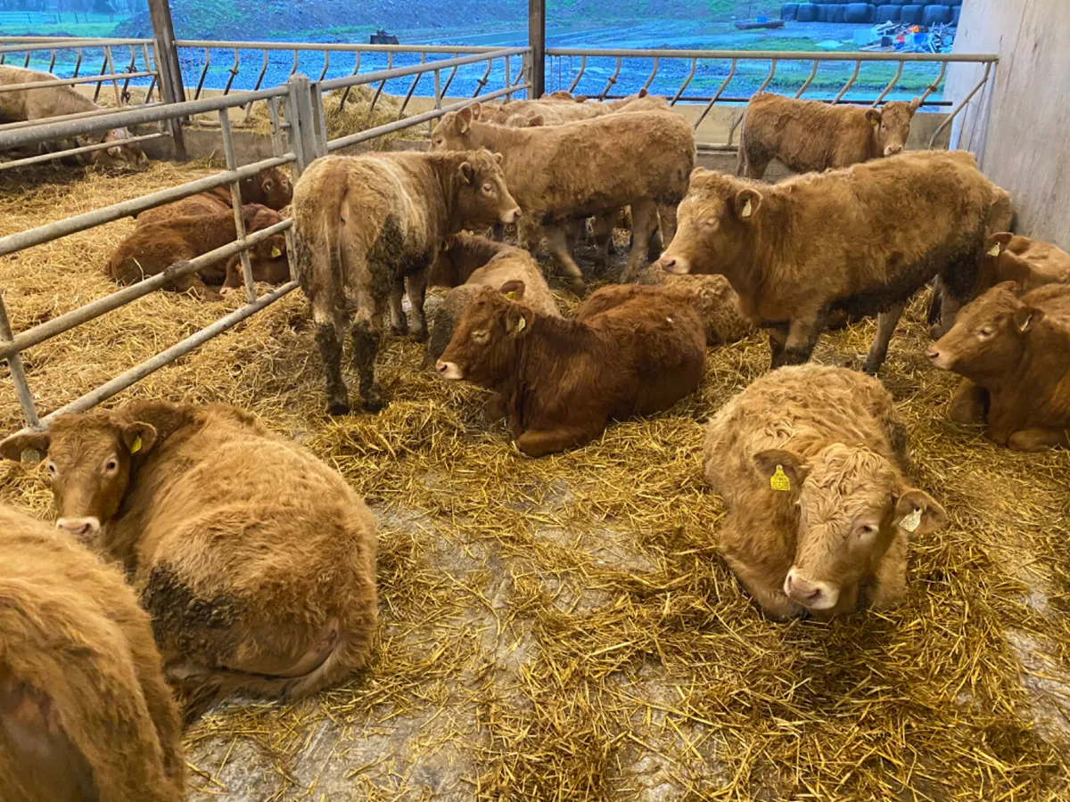 Charolais Heifers - Image 1