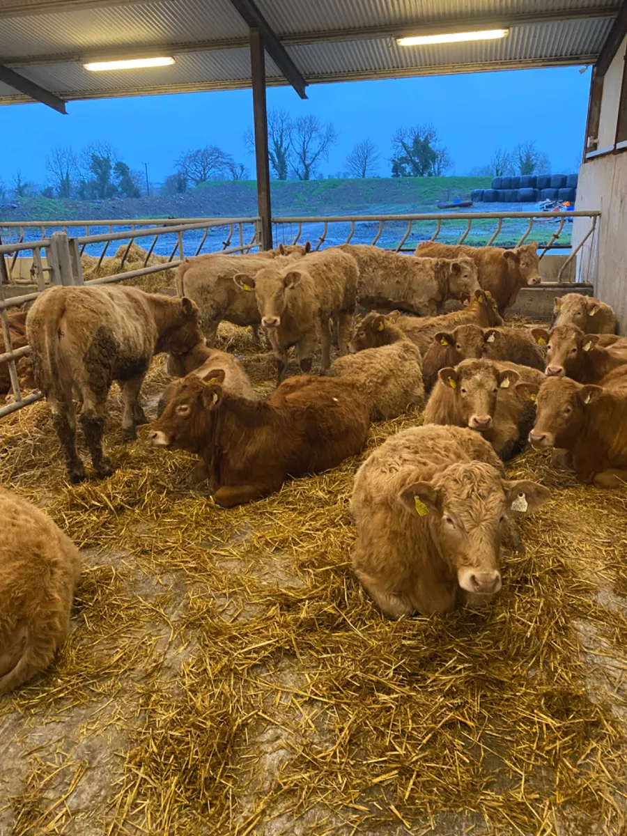 Charolais Heifers - Image 4