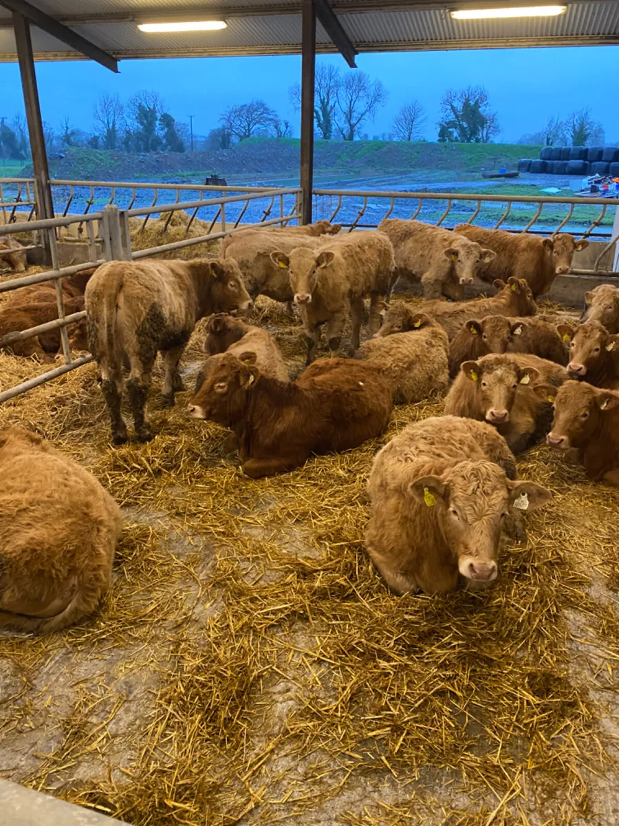 Charolais Heifers - Image 2