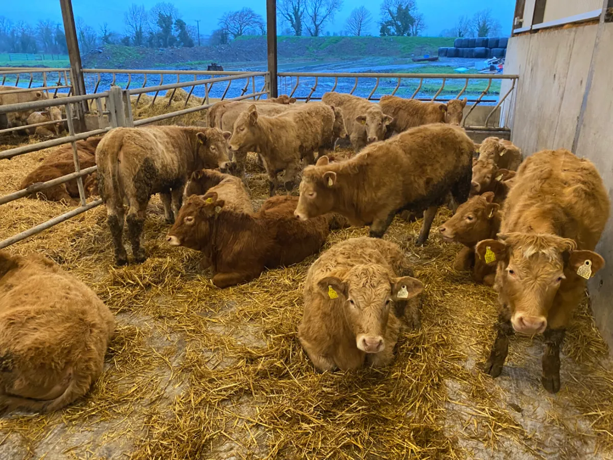 Charolais Heifers - Image 3