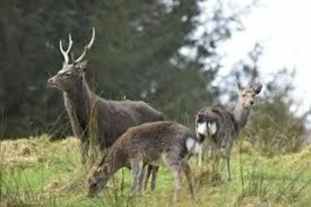 Deer management (free) - Image 1