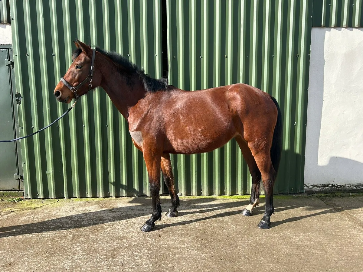 Beautiful Brood Mare for sale! - Image 1