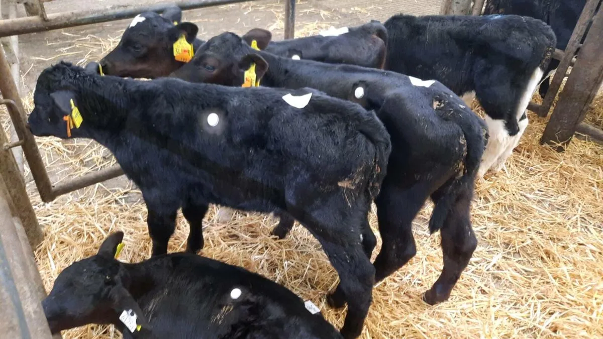 1000 + Calves Cork Marts Corrin Fermoy Tomorrow for sale in Co. Cork