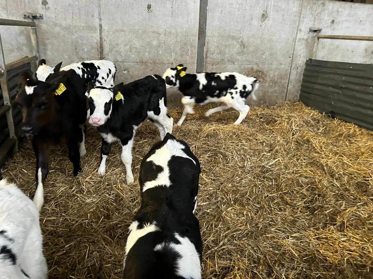 Freisan Heifer Calves
